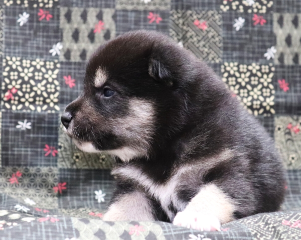 黒柴雄No3　10/4撮影　生後20日