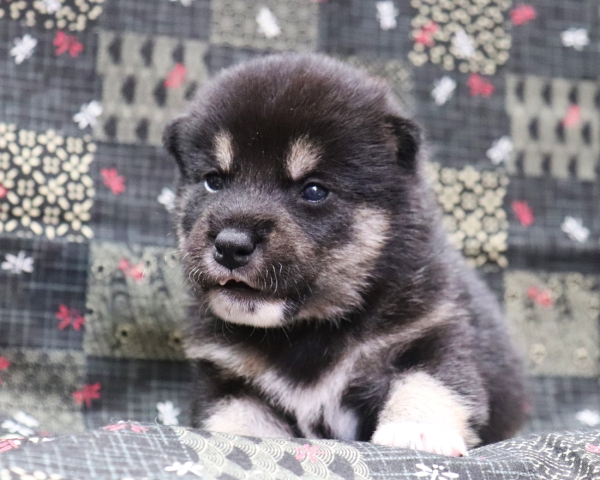 黒柴雄No3　10/4撮影　生後20日