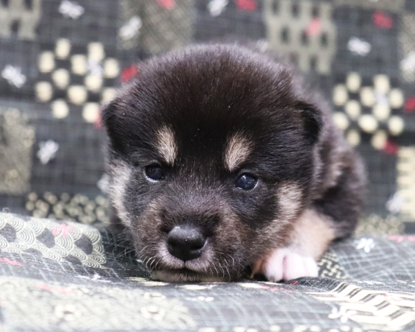 黒柴雄No1　10/4撮影　生後20日