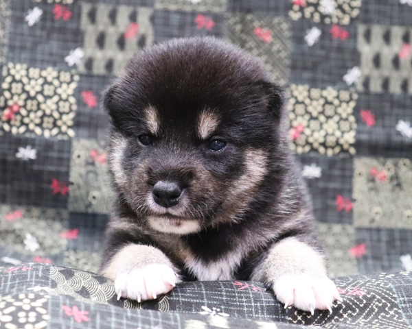 黒柴雄No3　10/4撮影　生後20日