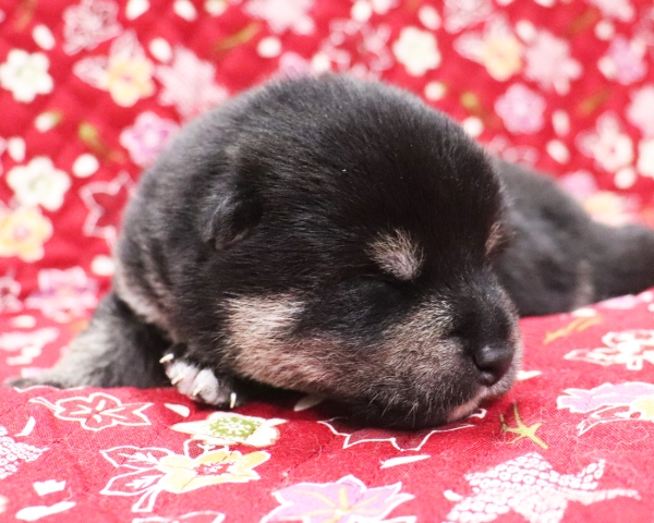 黒柴雄No1　10/5撮影　生後10日