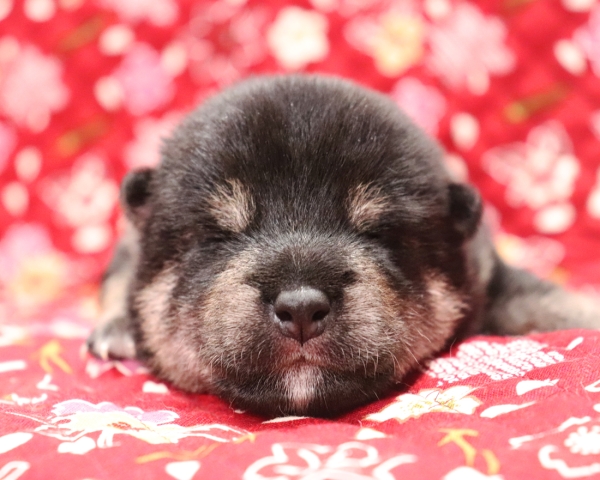 黒柴雄No1　10/5撮影　生後10日