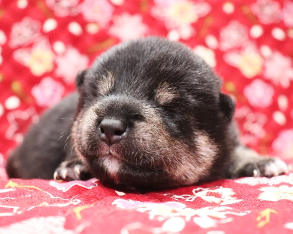 黒柴雄No1　10/5撮影　生後10日