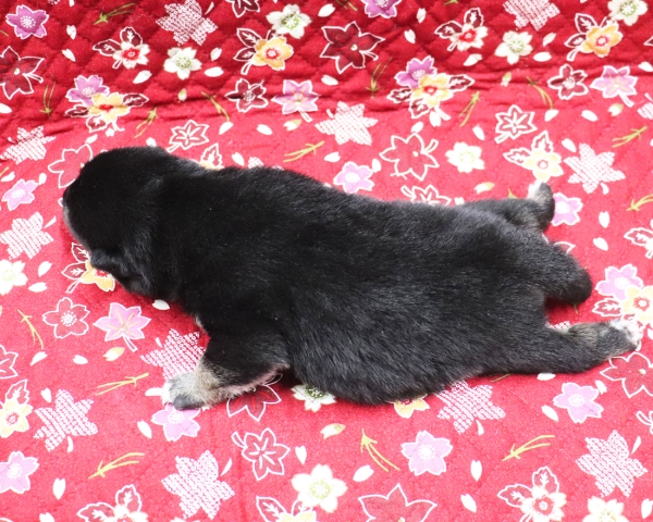 黒柴雄No1　10/5撮影　生後10日