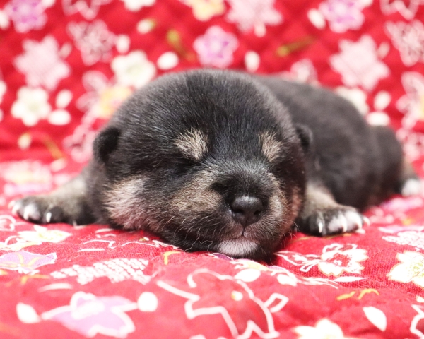 黒柴雄No2　10/5撮影　生後10日