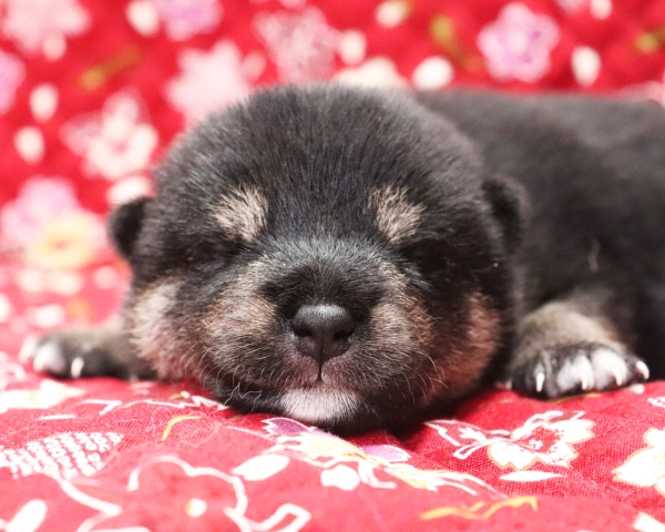 黒柴雄No2　10/5撮影　生後10日