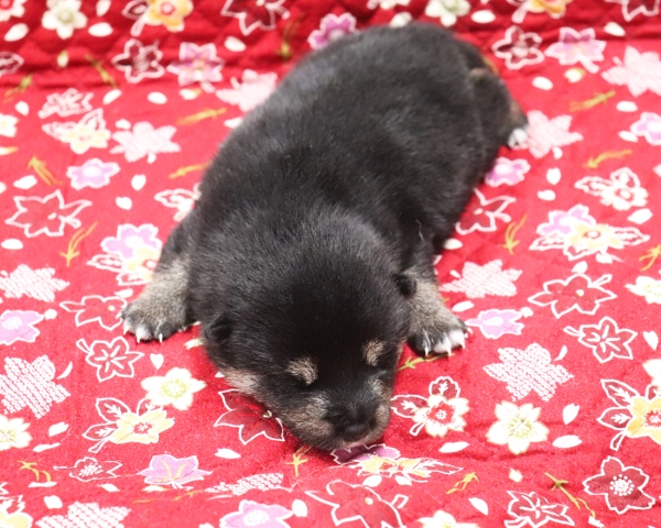 黒柴雄No2　10/5撮影　生後10日