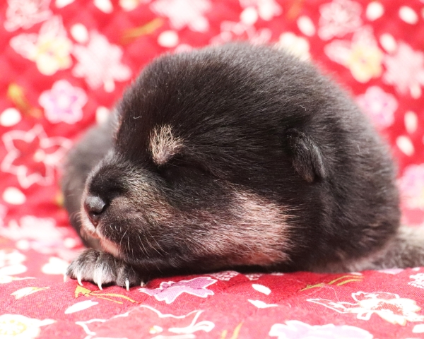 黒柴雄No2　10/5撮影　生後10日