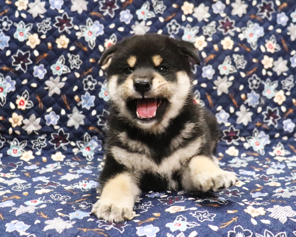 黒柴雄No2　11/4撮影　生後40日