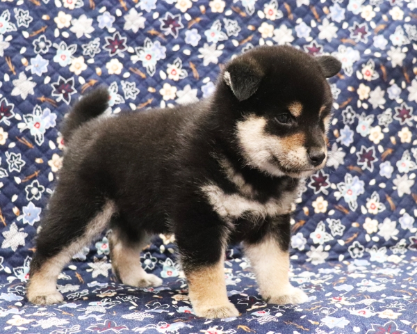 黒柴雄No1　11/4撮影　生後40日