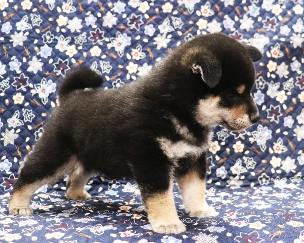黒柴雄No1　11/4撮影　生後40日