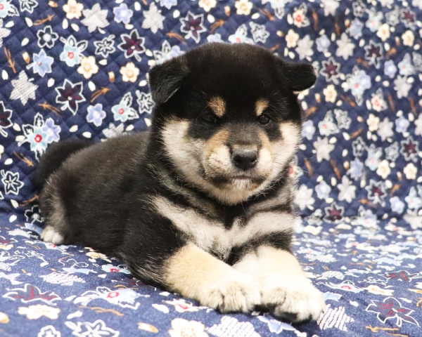 黒柴雄No1　11/4撮影　生後40日