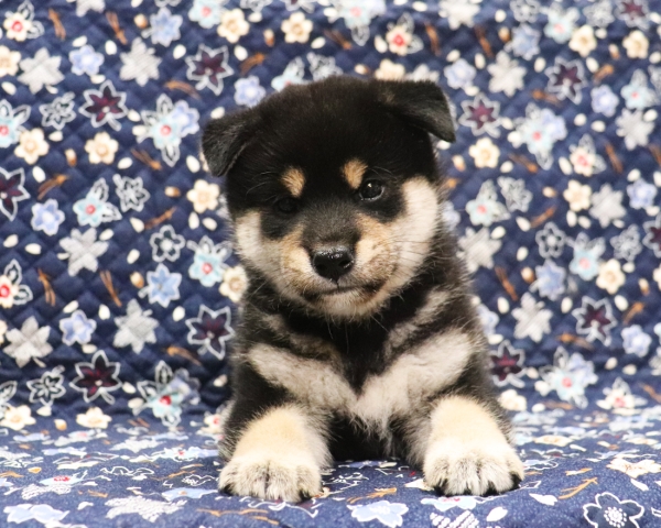 黒柴雄No2　11/4撮影　生後40日