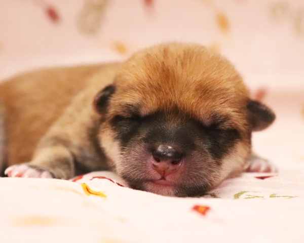 赤柴雄No1　6/30撮影　生後0日