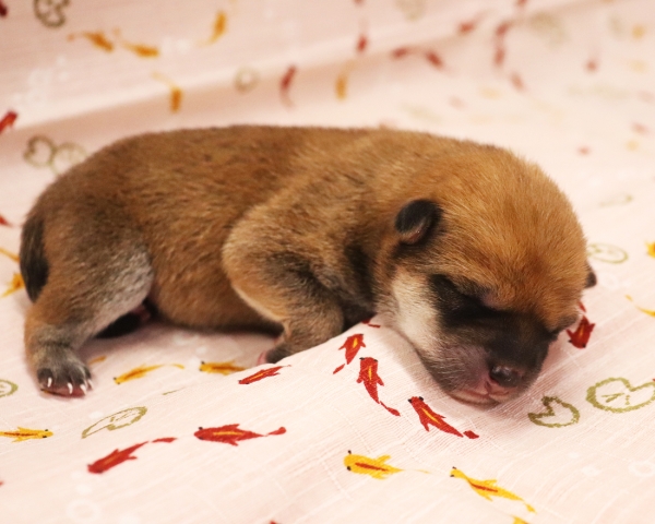 赤柴雄No1　6/30撮影　生後0日