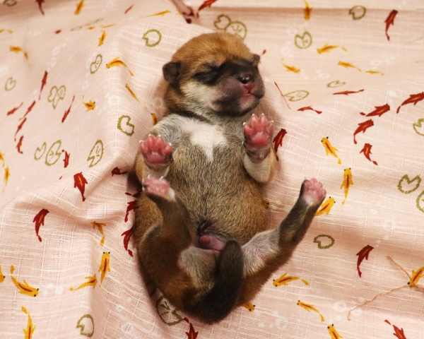 赤柴雄No1　6/30撮影　生後0日