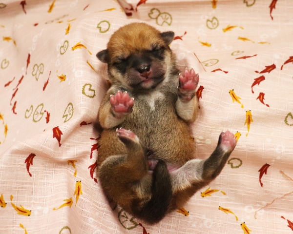 赤柴雄No1　6/30撮影　生後0日