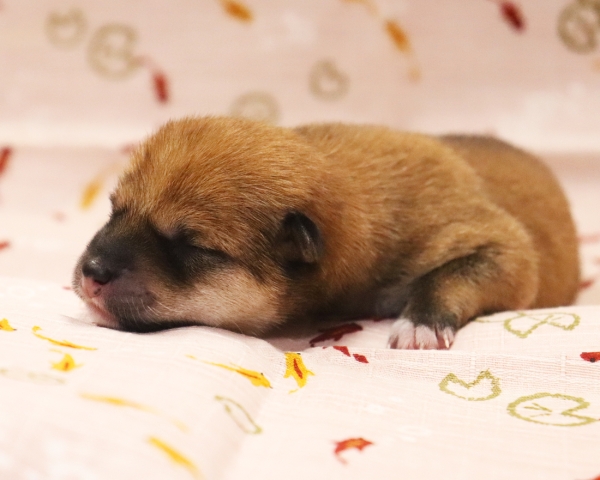 赤柴雌No2　6/30撮影　生後0日