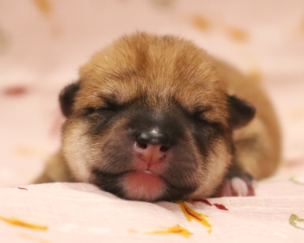 赤柴雌No2　6/30撮影　生後0日