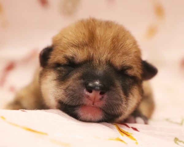 赤柴雌No2　6/30撮影　生後0日