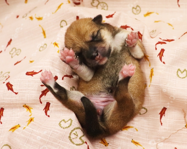 赤柴雌No2　6/30撮影　生後0日