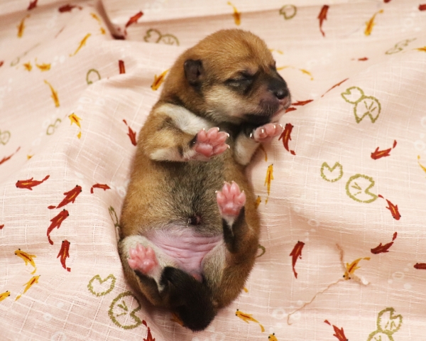 赤柴雌No2　6/30撮影　生後0日