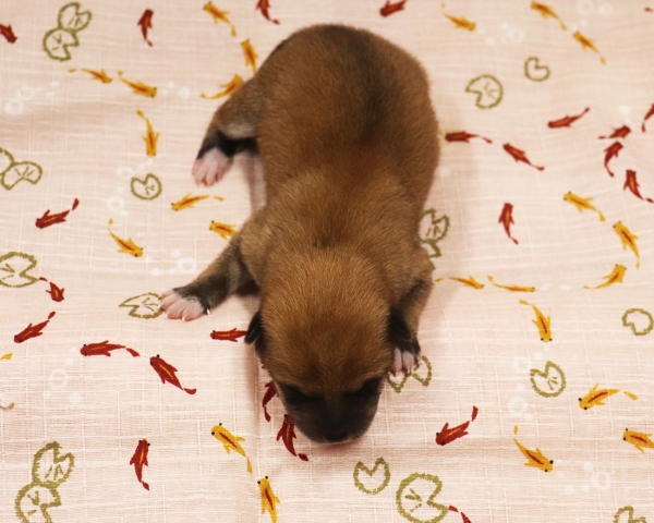 赤柴雌No2　6/30撮影　生後0日