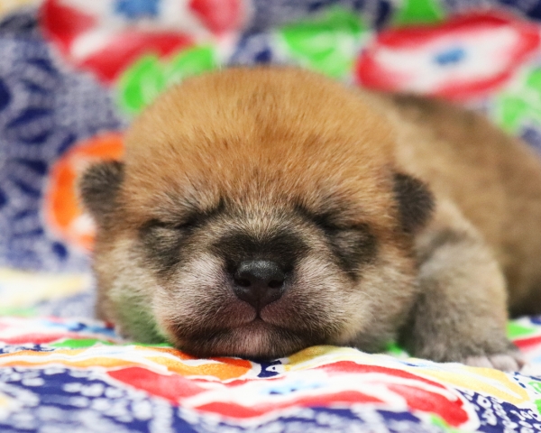 赤柴雄No1　7/10撮影　生後10日