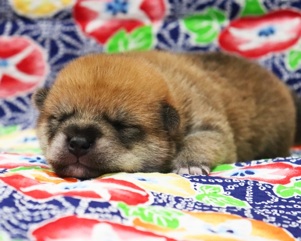 赤柴雄No1　7/10撮影　生後10日