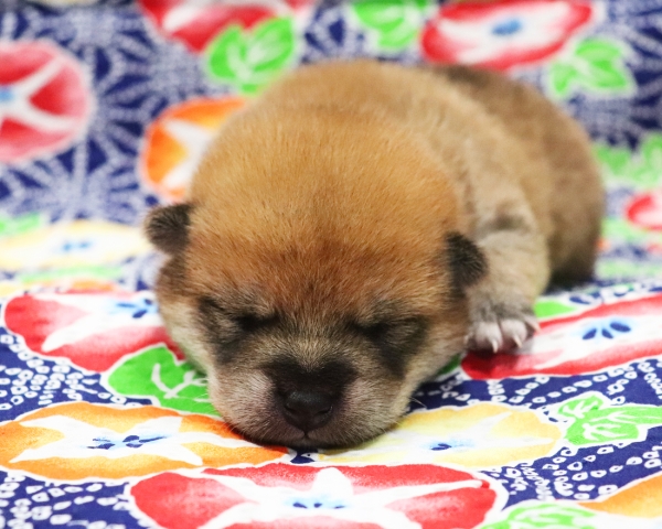 赤柴雄No1　7/10撮影　生後10日