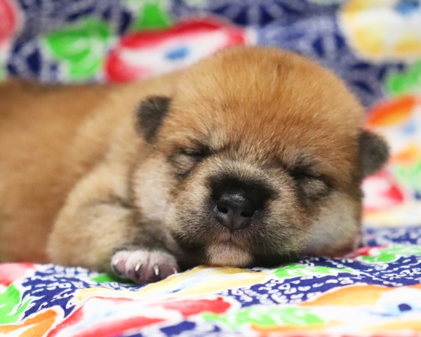 赤柴雌No2　7/10撮影　生後10日