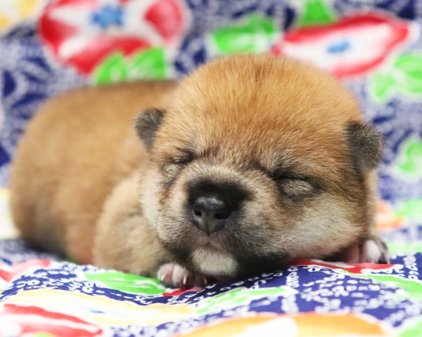 赤柴雌No2　7/10撮影　生後10日