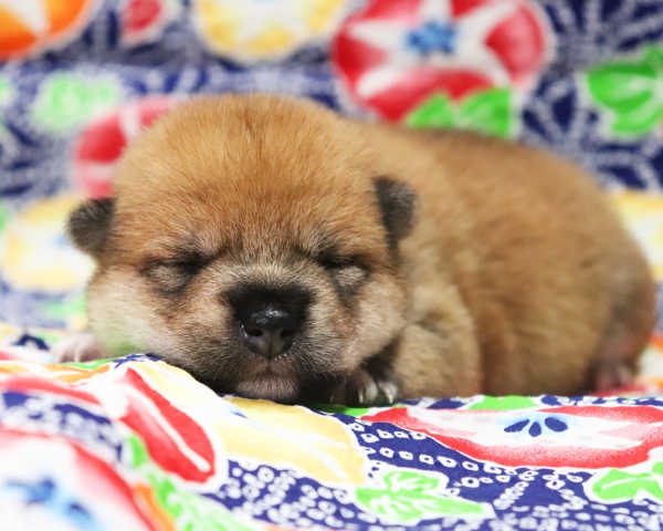 赤柴雌No2　7/10撮影　生後10日