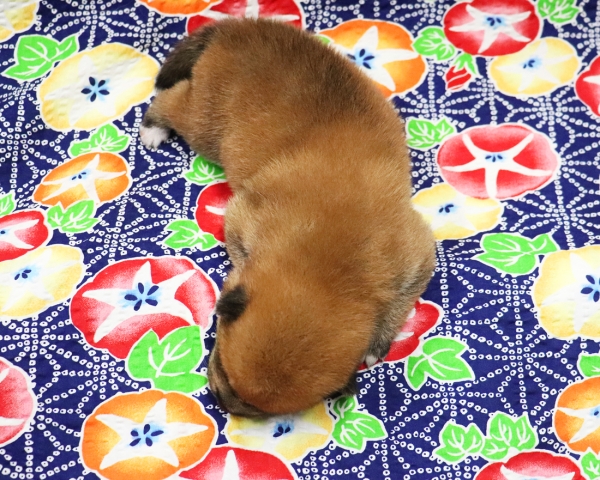 赤柴雌No2　7/10撮影　生後10日