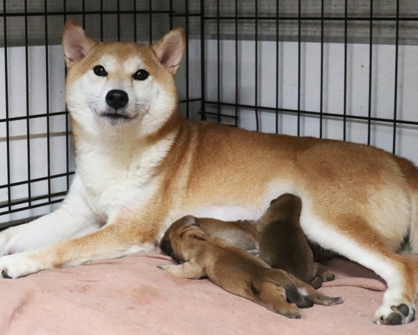 赤柴母犬紅子授乳中　7/13撮影　生後0日
