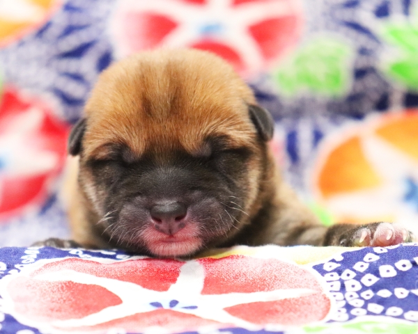 赤柴雄No1　7/13撮影　生後0日