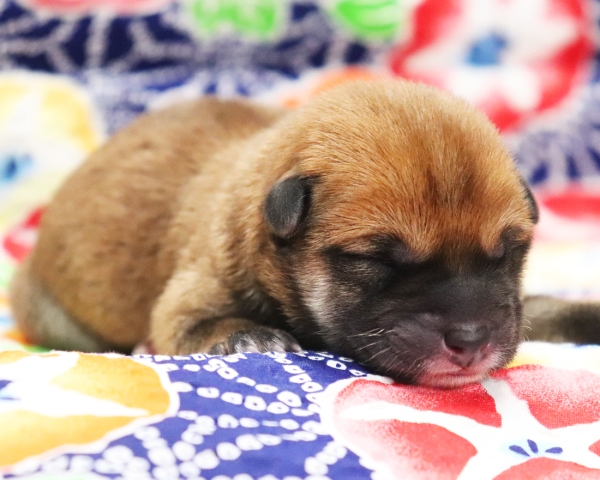 赤柴雄No1　7/13撮影　生後0日