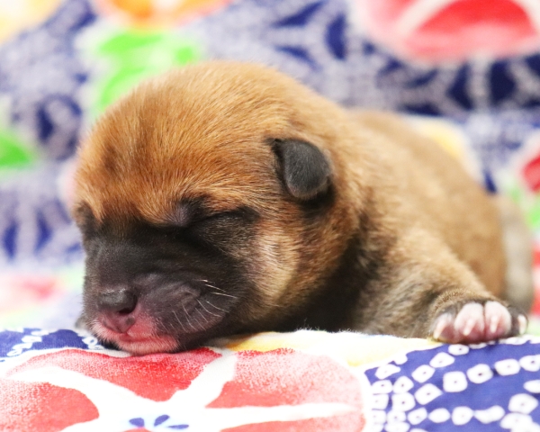 赤柴雄No1　7/13撮影　生後0日