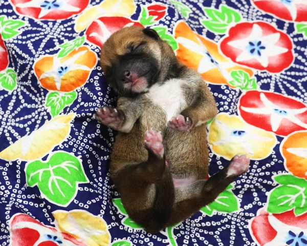 赤柴雄No1　7/13撮影　生後0日