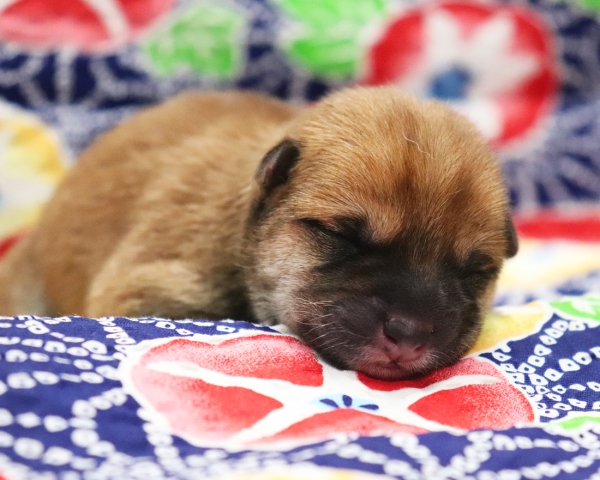 赤柴雄No2　7/13撮影　生後0日