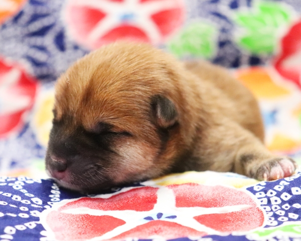 赤柴雄No2　7/13撮影　生後0日