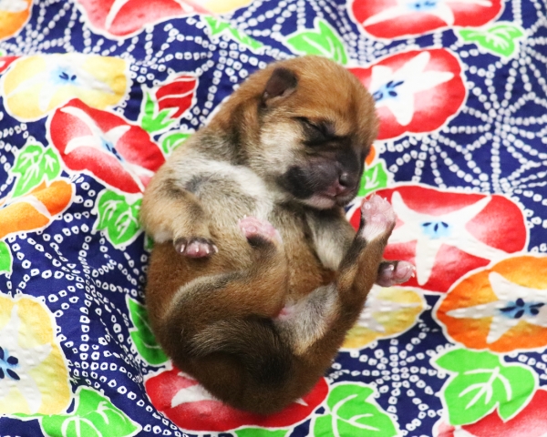 赤柴雄No2　7/13撮影　生後0日