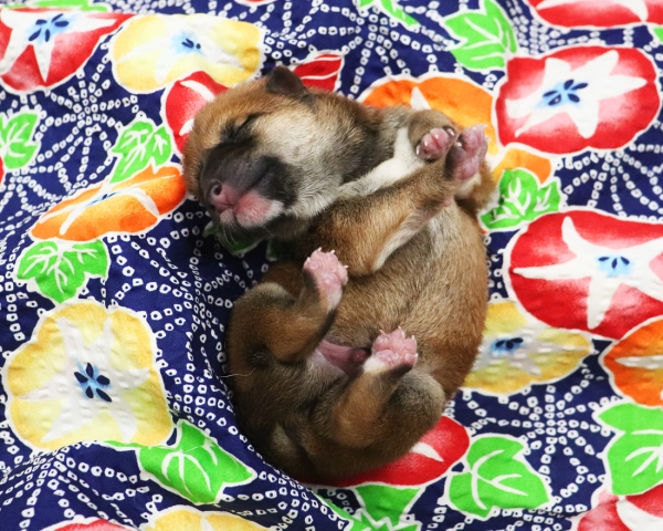 赤柴雄No2　7/13撮影　生後0日