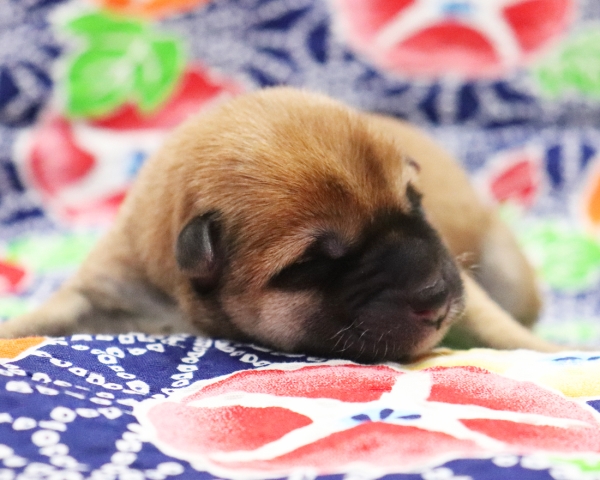 赤柴雌No3　7/13撮影　生後0日