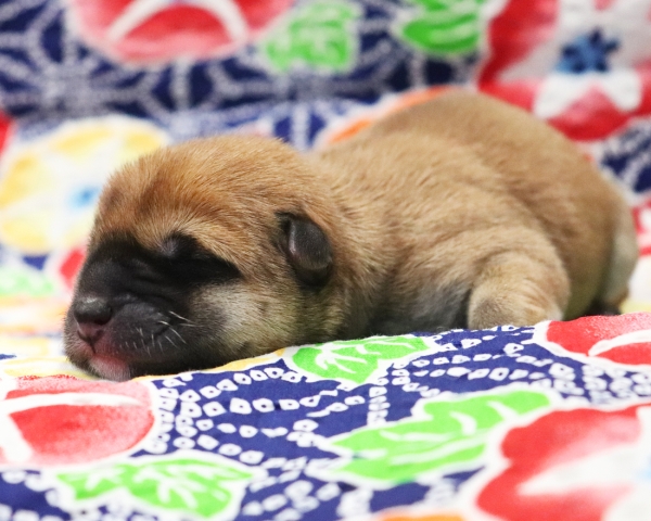 赤柴雌No3　7/13撮影　生後0日