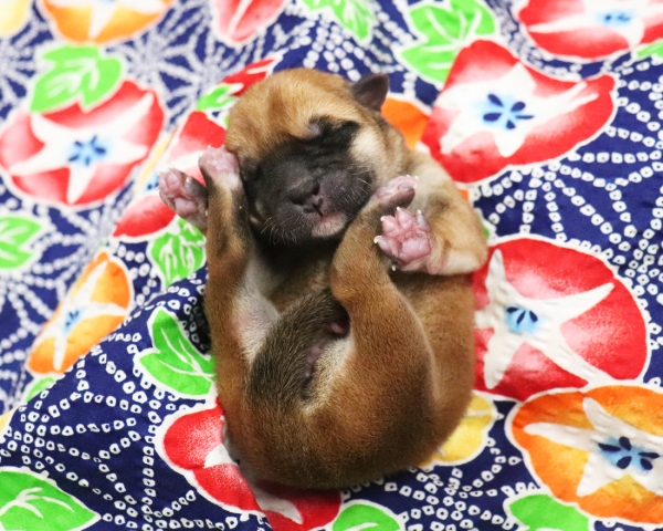 赤柴雌No3　7/13撮影　生後0日