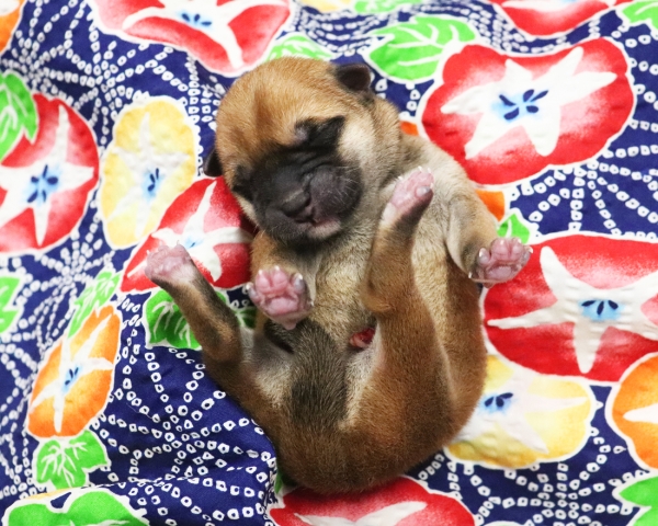 赤柴雌No3　7/13撮影　生後0日