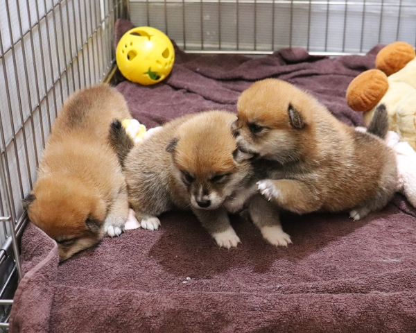 赤柴母犬びわの子犬　7/20撮影　生後20日
