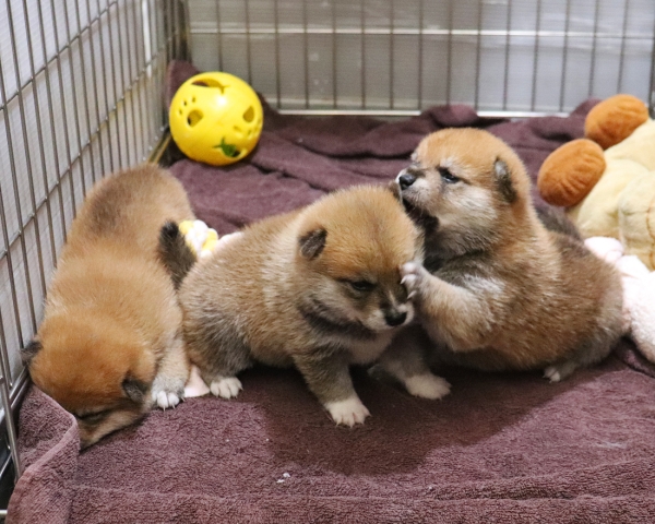 赤柴母犬びわの子犬　7/20撮影　生後20日