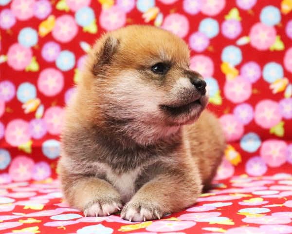 赤柴雄No1　7/20撮影　生後20日